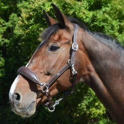 Schockemohle Fremont Anatomic Leather Halter 9 Schockemohle Fremont Anatomic Leather Halter -Equestrian Equipment Store 1310 00012 c1109