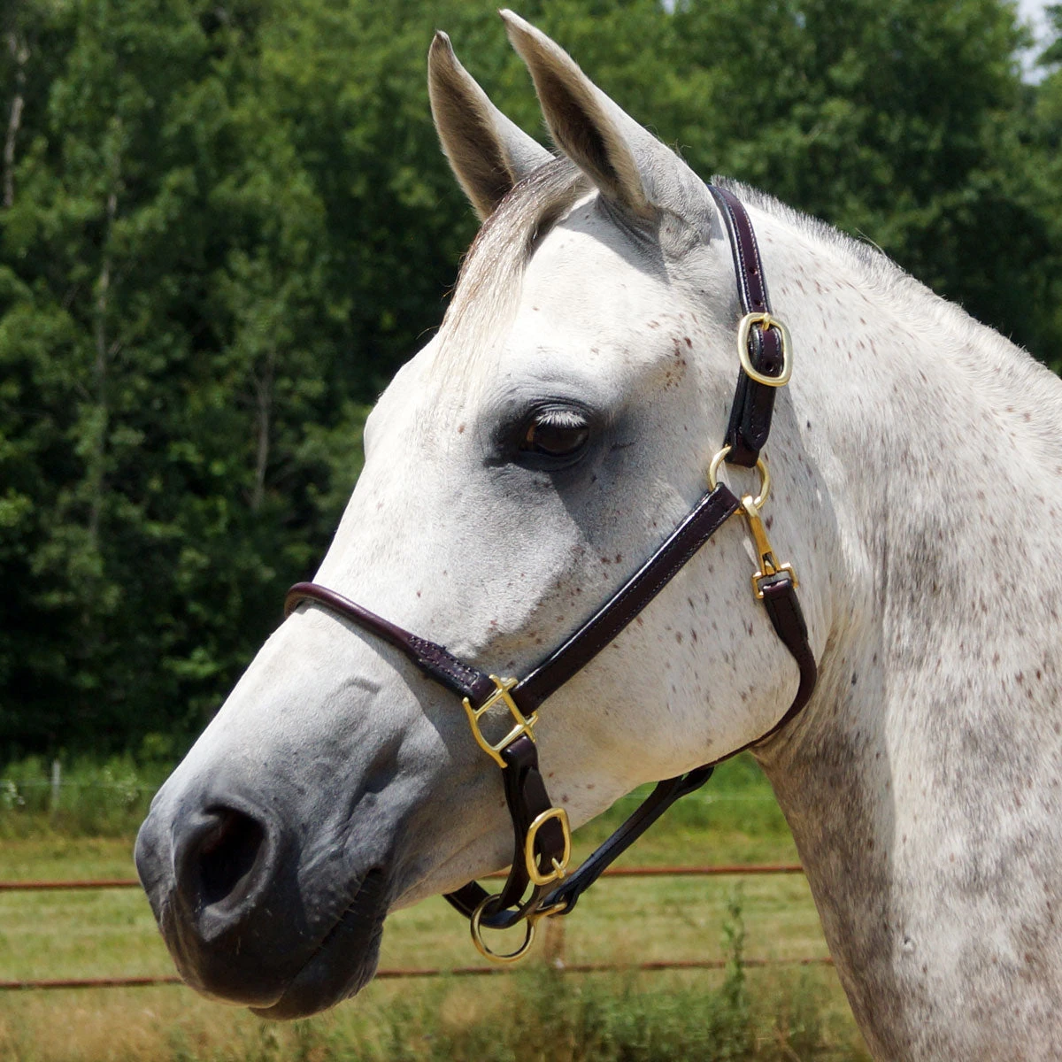 Quiet Creek Deluxe Rolled Nose Arabian Halter 1 Quiet Creek Deluxe Rolled Nose Arabian Halter