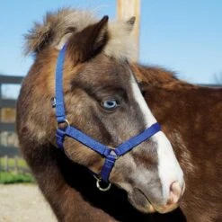 Weaver Leather Weaver Miniature Horse Adjustable Nylon Halter Large -Equestrian Equipment Store 35 4805 c1106