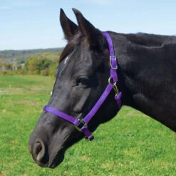 Weaver Leather Weaver Nylon Halter Average - Arabian Size -Equestrian Equipment Store 35 5035 c1157