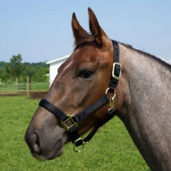 Weaver Leather Weaver Original Yearling Horse Nylon Halter -Equestrian Equipment Store 35 7033 c1105 87b43eb9 2a28 4180 b9f2 1744a580b04b