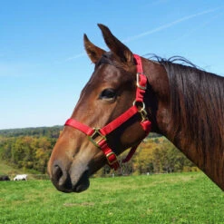 Weaver Leather Weaver Nylon Halter Average Horse Size -Equestrian Equipment Store 35 7035 c1158