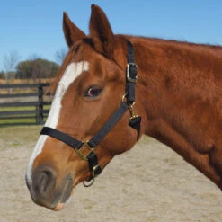 Weaver Leather Weaver Original Large Horse Nylon Halter 14 Weaver Leather Weaver Original Large Horse Nylon Halter -Equestrian Equipment Store 35 7036 c1105 8656508d f35a 4be2 b743 5fdc63520481