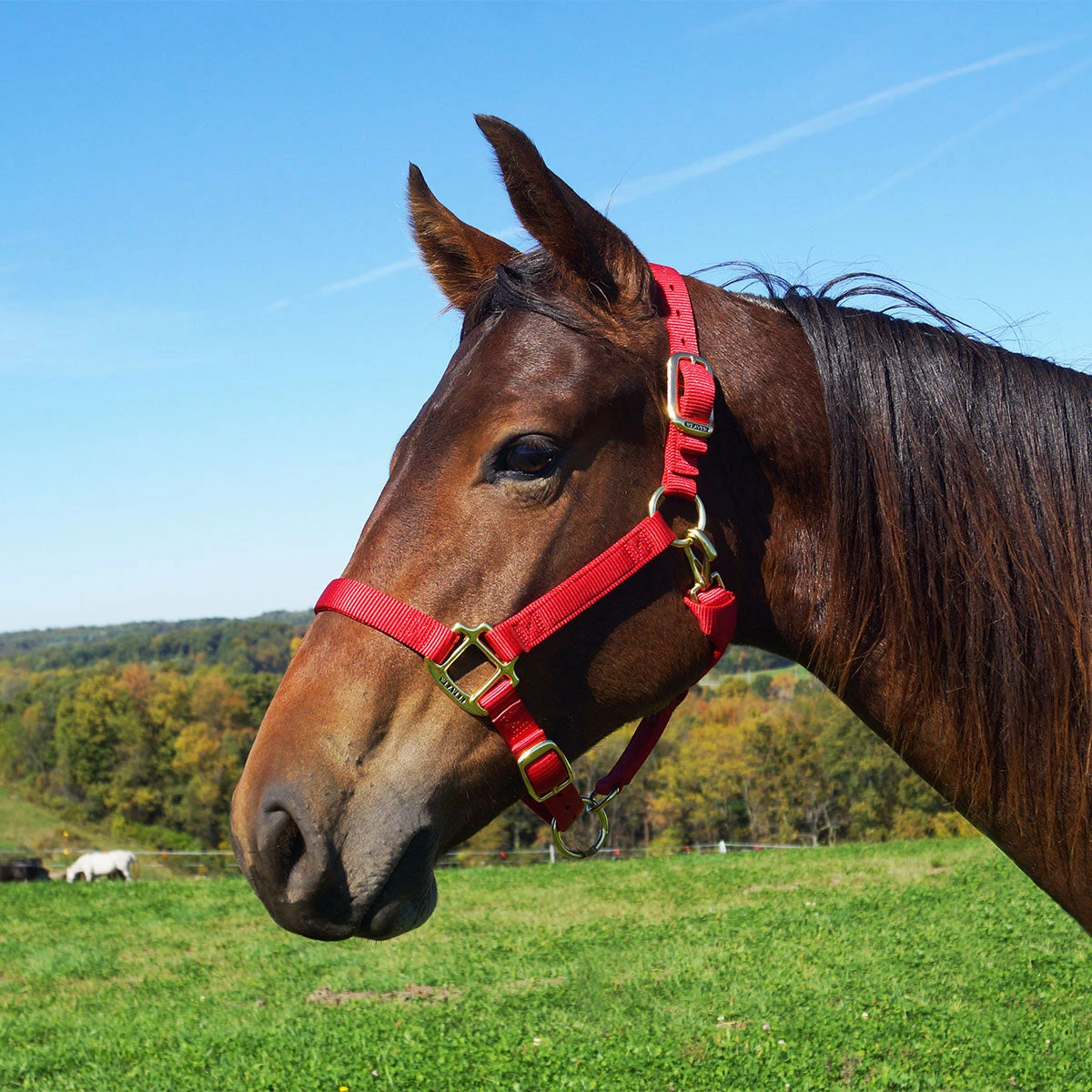 Weaver Leather Weaver Original Large Horse Nylon Halter 7 Weaver Leather Weaver Original Large Horse Nylon Halter - Image 7