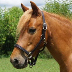 Mini Country Tack Deluxe Leather Halter