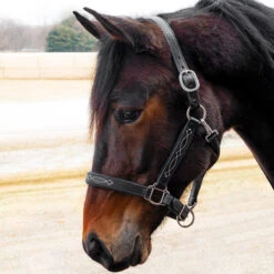 Quiet Creek Oxford Fancy Padded Leather Halter - Black 5 Quiet Creek Oxford Fancy Padded Leather Halter - Black -Equestrian Equipment Store 4479pb c1105
