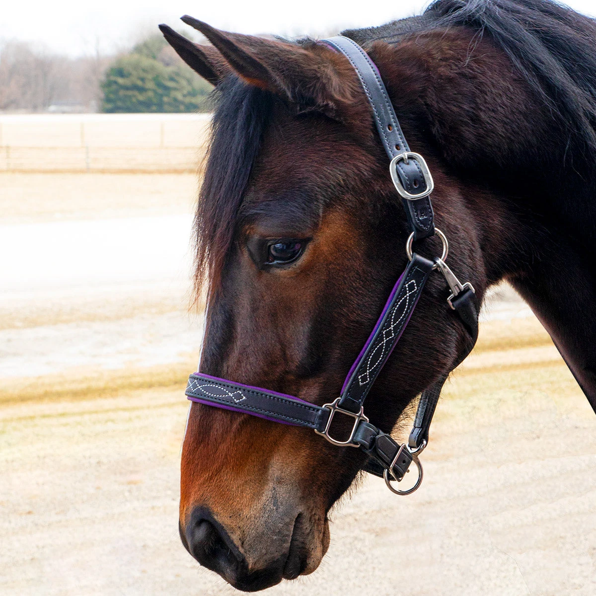 Quiet Creek Oxford Fancy Padded Leather Halter - Black 2 Quiet Creek Oxford Fancy Padded Leather Halter - Black - Image 2