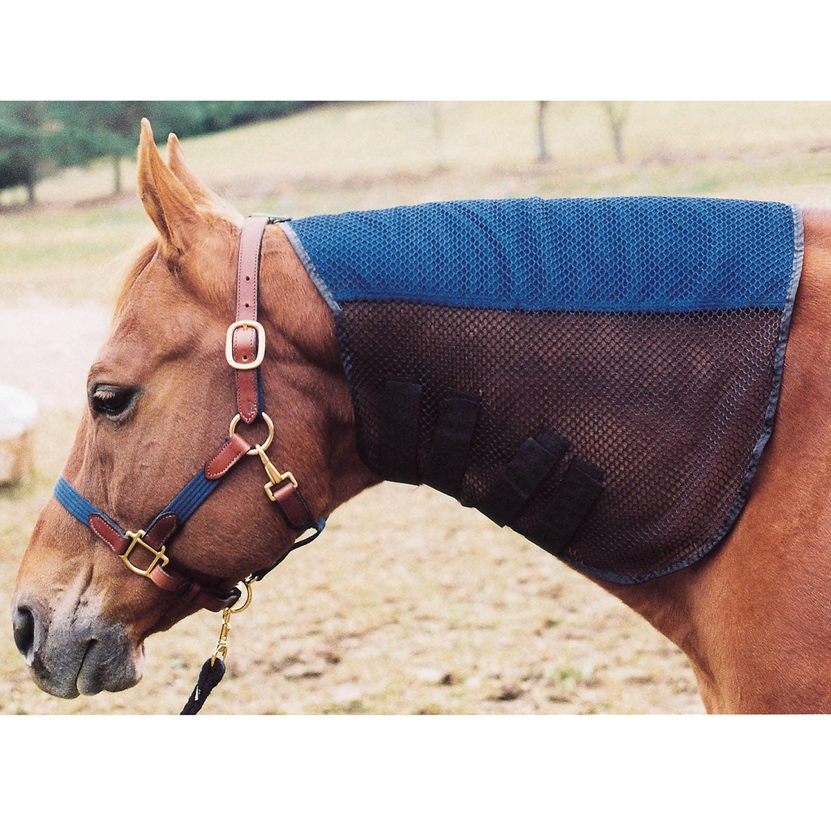 Mane Tamer 1 Mane Tamer