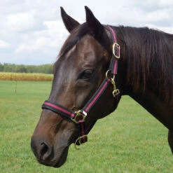 Country Pride Padded Two Tone Nylon Halter -Equestrian Equipment Store 858735 c1110