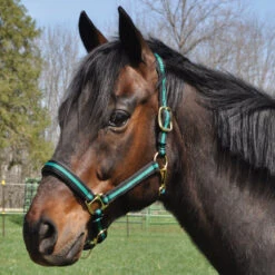 Country Pride Padded Two Tone Nylon Halter -Equestrian Equipment Store 858735 c1133