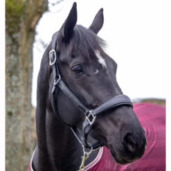 LeMieux Stitched Anatomical Leather Halter -Equestrian Equipment Store it00882 c1105 alt2