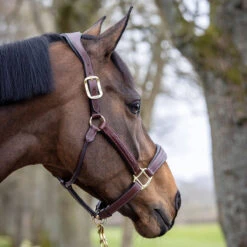LeMieux Stitched Anatomical Leather Halter -Equestrian Equipment Store it00882 c1109 alt2