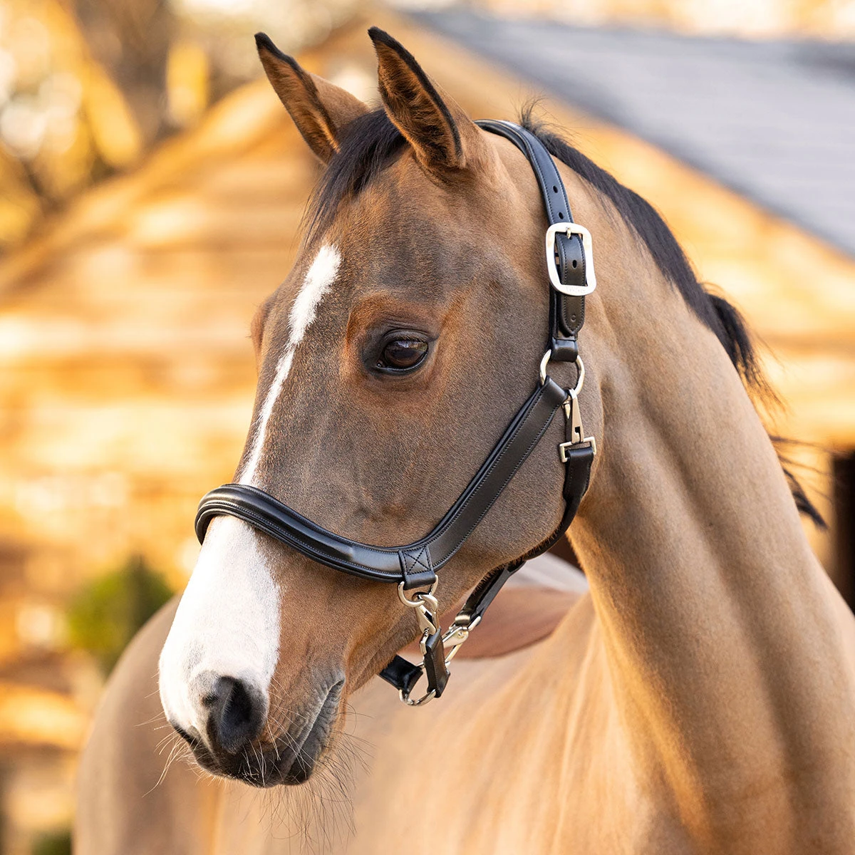 Lemieux LeMeux Leather Grooming Halter 2 Lemieux LeMeux Leather Grooming Halter - Image 2
