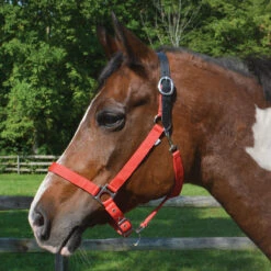 Country Pride Breakaway Nylon Halter -Equestrian Equipment Store ktl1852 c1158